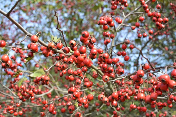 Filial Med Mogna Röda Frukter Hagtorn — Stockfoto