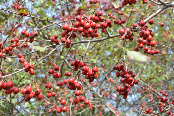 Zweig Mit Reifen Roten Früchten Des Weißdorns — Stockfoto