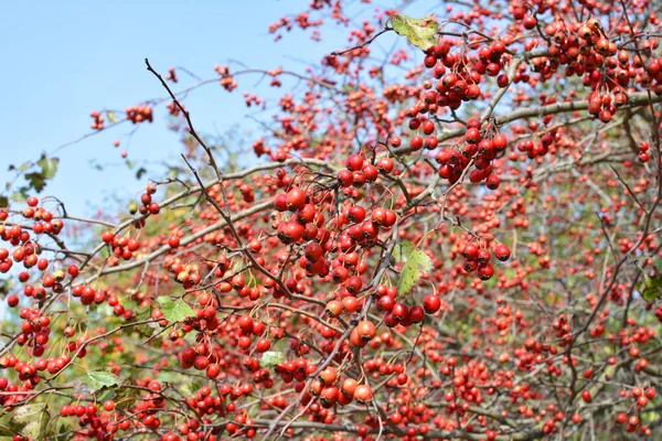 Branche Aux Fruits Rouges Mûrs Aubépine — Photo