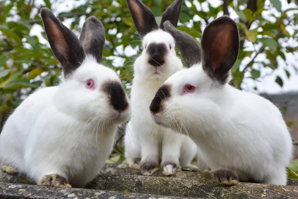 Ein Erwachsenes Kaninchen Der Kalifornischen Rasse — Stockfoto