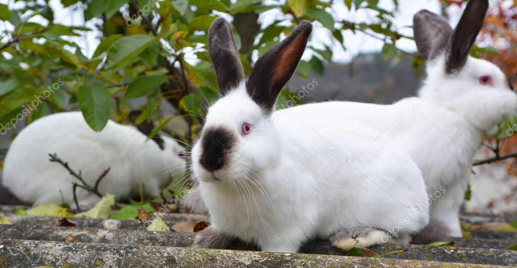 An adult rabbit of the Californian breed