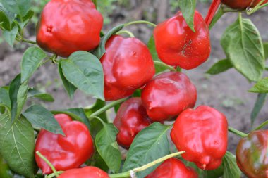 Kırmızı biberli meyveler olgunlaşmış çalıların üzerinde