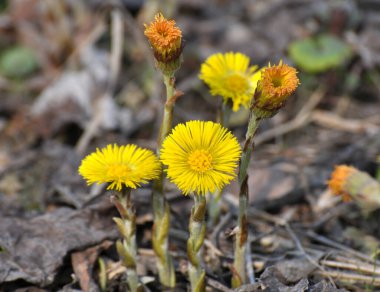 Doğada, ilkbahar erken çiçek açar bal ve ilaçlar coltsfoot (Tussilago farfara)