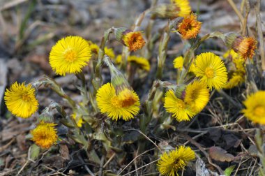Doğada, ilkbahar erken çiçek açar bal ve ilaçlar coltsfoot (Tussilago farfara)