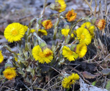 Doğada, ilkbahar erken çiçek açar bal ve ilaçlar coltsfoot (Tussilago farfara)