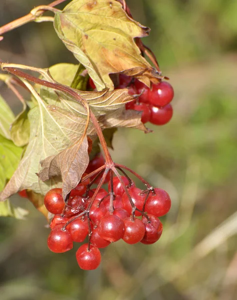 Guelder Rose Viburnum Opulus Κόκκινα Μούρα Ωριμάζουν Στο Κλαδί Του — Φωτογραφία Αρχείου