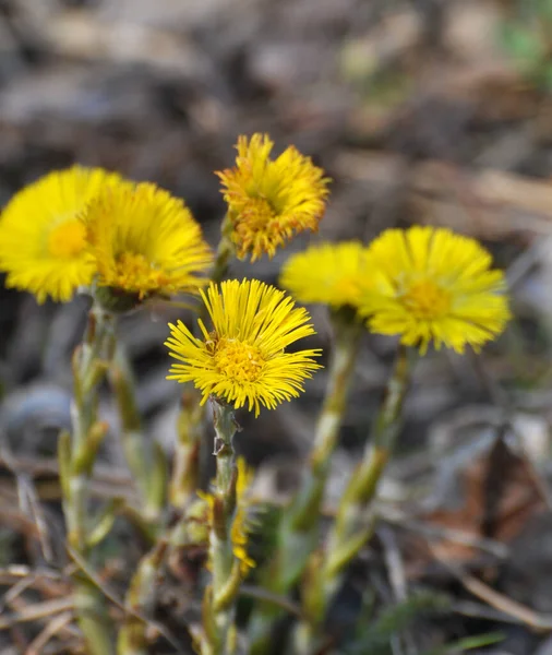 在自然界中 早春盛开的蜂蜜和药物会让你的脚长出花纹 图西拉戈法法拉 — 图库照片