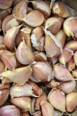 Sarımsak, toprağa ekilmeden önce başlarından ayrılmış..