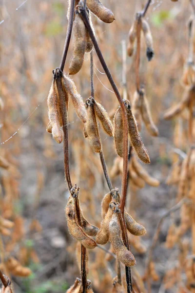 Campo Fazenda Uma Planta Vagens Soja Amadurecem — Fotografia de Stock