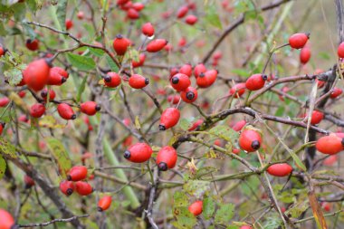 Kırmızı böğürtlenler bir köpek gül dalında olgunlaşır.