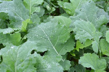 Sonbahar tarlasında kış tecavüzü büyüyor..