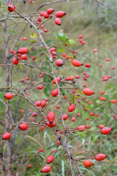 Les Baies Rouges Mûrissent Sur Branche Rosier Pour Chien — Photo