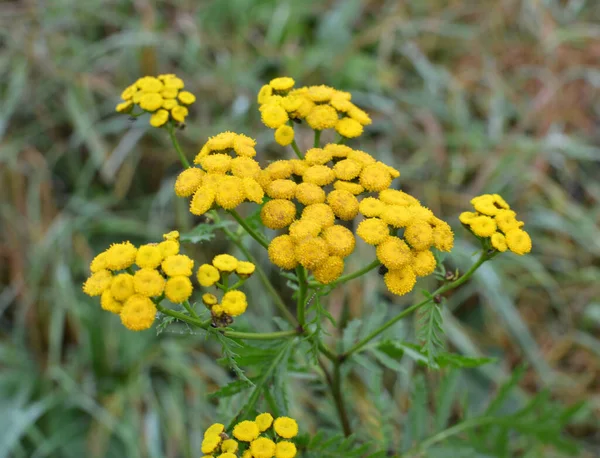 Tansy Flores Ordinarias Prado Naturaleza —  Fotos de Stock