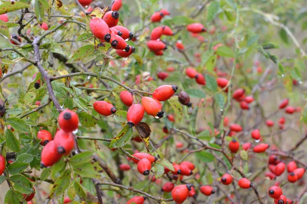 Les Baies Rouges Mûrissent Sur Branche Rosier Pour Chien — Photo