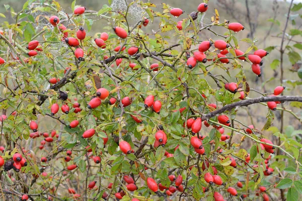 Les Baies Rouges Mûrissent Sur Branche Rosier Pour Chien — Photo