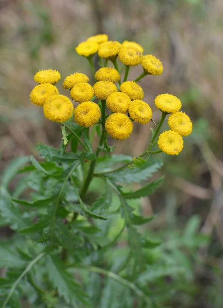 Vahşi Doğadaki Çayırlarda Sıradan Tansy Çiçek Açar — Stok fotoğraf