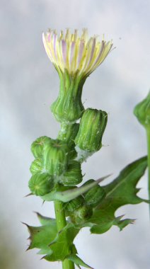 Sarı devedikeni (Sonchus asper) doğada yetişir..