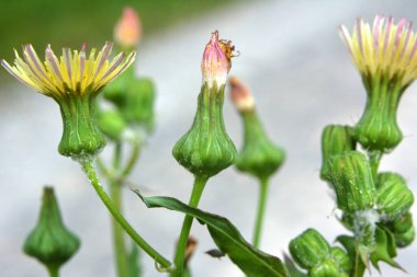 Sarı devedikeni (Sonchus asper) doğada yetişir..