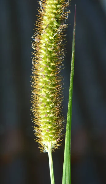 Setaria Pumila Växer Fältet Naturen — Stockfoto