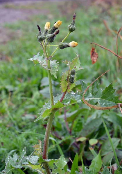 Yellow Thistle Sonchus Asper Grows Wild — Stock Photo, Image