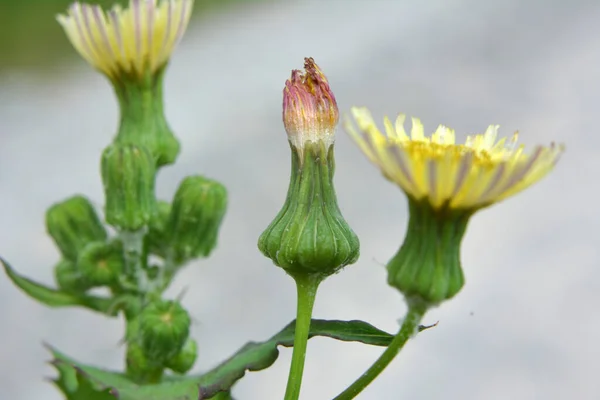 Chardon Jaune Sonchus Asper Pousse Dans Nature — Photo