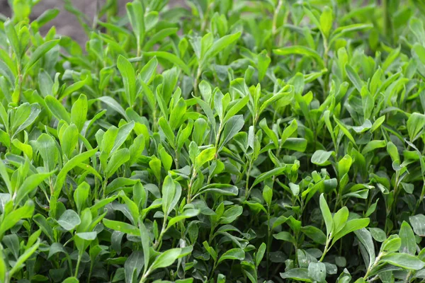 Tavasszal Zöld Polygonum Aviculare Vadonban — Stock Fotó