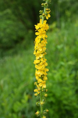 Vahşi otların arasında yaz mevsimi, tarımsal ekvatorya çiçekleri açıyor.