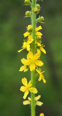 Vahşi otların arasında yaz mevsimi, tarımsal ekvatorya çiçekleri açıyor.