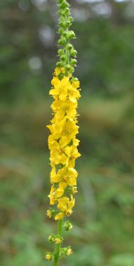 Vahşi otların arasında yaz mevsimi, tarımsal ekvatorya çiçekleri açıyor.