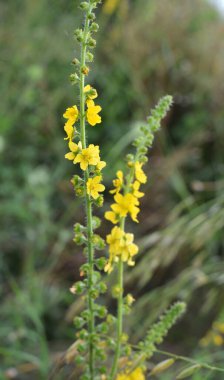 Vahşi otların arasında yaz mevsimi, tarımsal ekvatorya çiçekleri açıyor.