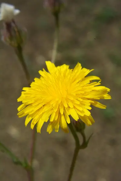 Crepis Foetida Росте Дикій Природі Влітку — стокове фото