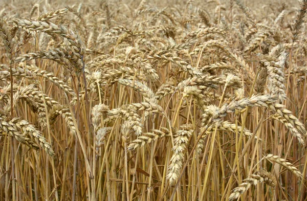 Фон Созревания Пшеничных Колосьев Поле — стоковое фото