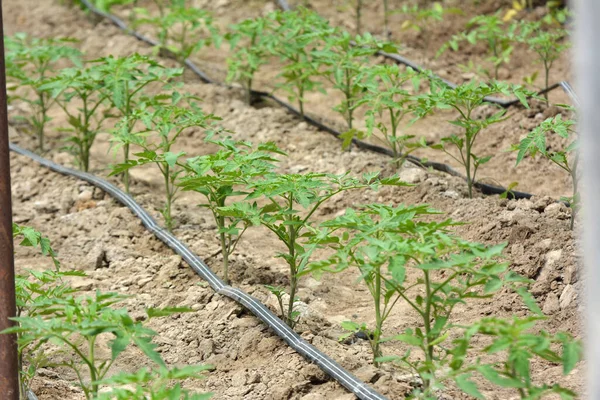Serra Con Irrigazione Goccia Quando Coltivano Pomodori Terreno Biologico — Foto Stock