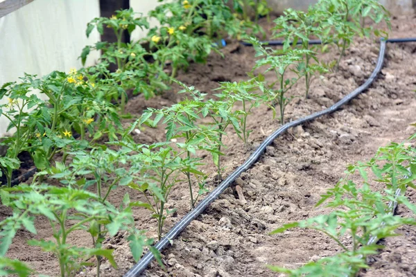 Greenhouse Drip Irrigation Growing Tomatoes Organic Soil — Stock Photo, Image