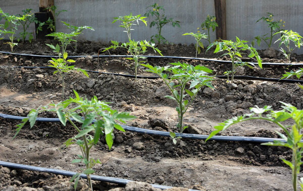 Greenhouse with drip irrigation when growing tomatoes in organic soil.