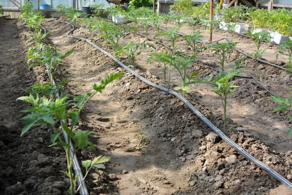 Invernadero Con Riego Por Goteo Cultivar Tomates Suelo Orgánico —  Fotos de Stock