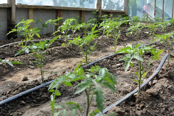 유기농 토양에서 토마토를 때마르는 시설을 — 스톡 사진