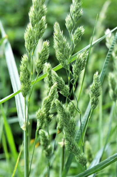 Valuable Forage Grass Dactylis Glomerata Grows Nature — Stock Photo, Image