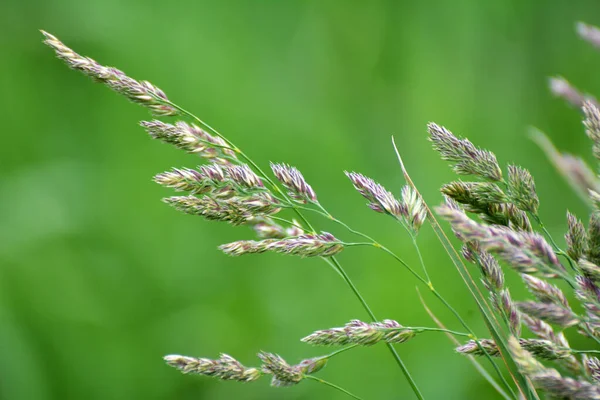 Valuable Forage Grass Dactylis Glomerata Grows Nature — Stock Photo, Image