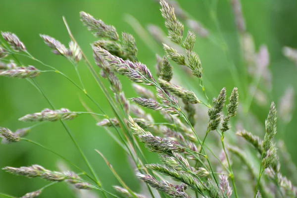 Valuable Forage Grass Dactylis Glomerata Grows Nature — Stock Photo, Image