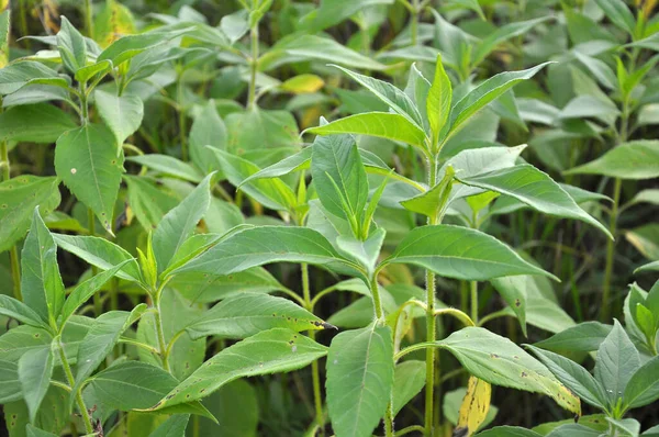 Csicsóka Helianthus Tuberosus Nyílt Területen Kertben — Stock Fotó