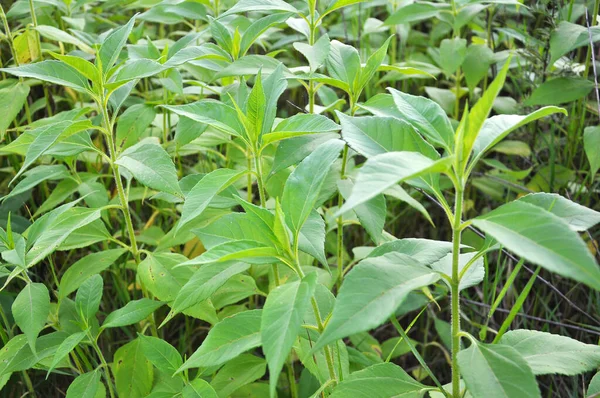 Jerusalem Artichoke Helianthus Tuberosus Grows Open Ground Garden — Stock Photo, Image