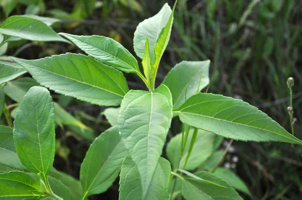 Carciofo Gerusalemme Helianthus Tuberosus Cresce Piena Terra Nel Giardino — Foto Stock