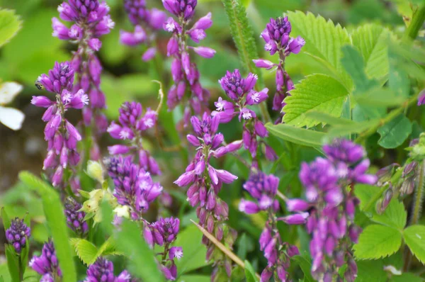 Het Voorjaar Bloeit Polygala Comosa Het Wild Tussen Grassen — Stockfoto