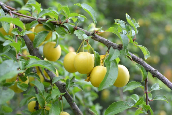Nos Ramos Árvore Amadurecem Frutos Ameixas Prunus Cerasifera — Fotografia de Stock