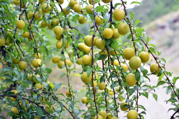 Branches Tree Ripen Fruits Plums Prunus Cerasifera — Stock Photo, Image