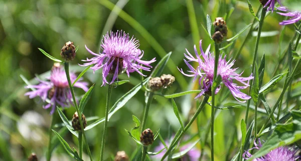 Centaurea Jacea Kwitnie Łące Wśród Dzikich Traw — Zdjęcie stockowe