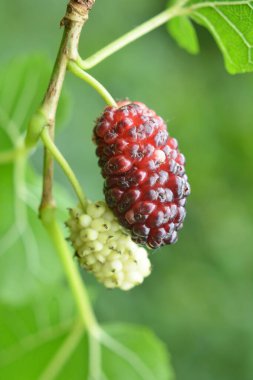 Bir ağaç dalında olgunlaşan siyah dutlara (Morus nigra) yakın dur.