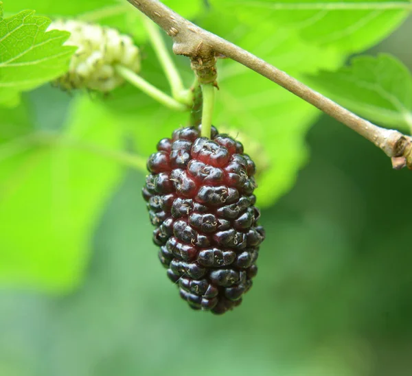 Close Black Mulberry Berries Morus Nigra Ripen Tree Branch — Stock Photo, Image