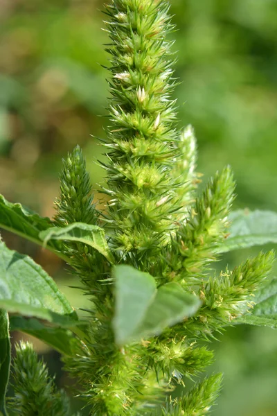 Přírodě Poli Jako Plevel Roste Obyčejný Amaranthus — Stock fotografie